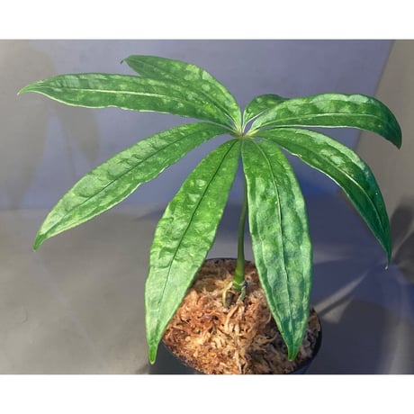 Anthurium polyschistum from Napo Ecuador [tanakay]