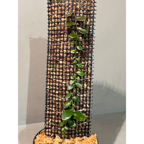 Marcgravia sp. "Azreal"