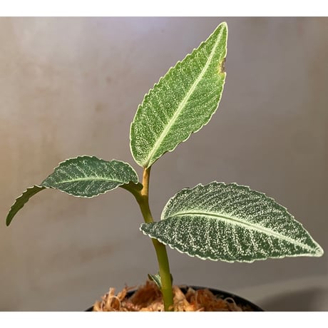 Ardisia sp. from Raub Pahang