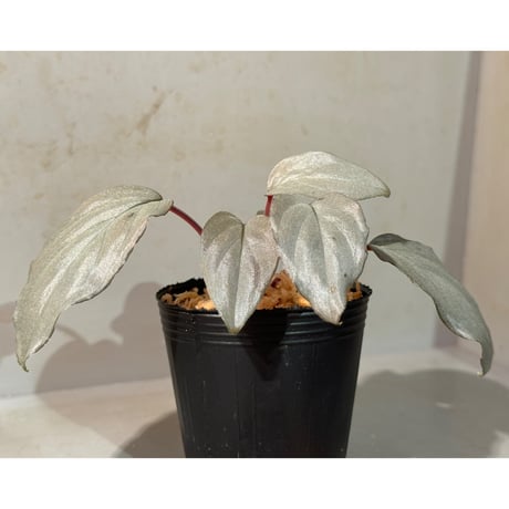 Homalomena sp. "Silver Bullet" from Pulau Lingga [AZ0917-1]