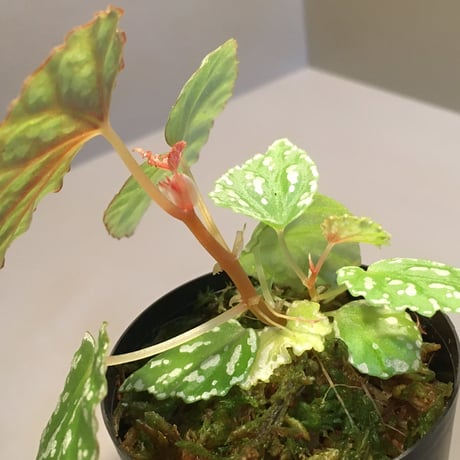 Begonia sp. from Aceh sumatera [LA1115-01T]