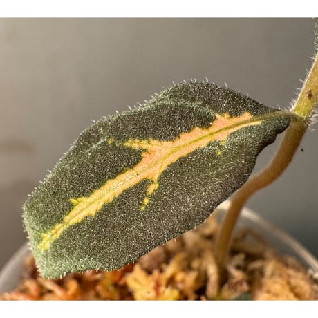 Aphelandra maculata Madre de Dios [LA1017-02]