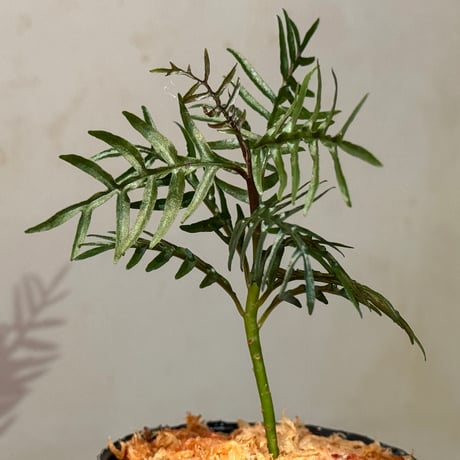 Labisia sp. from Central Papua
