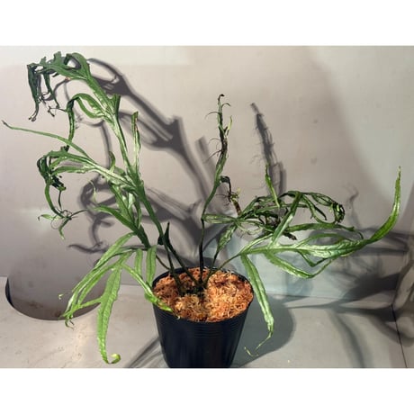 (大株) Microsorium sp. from Saripoi [LA0515-02]