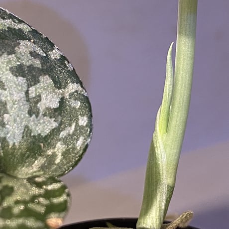 Scindapsus pictus "Tricolor" from West Borneo