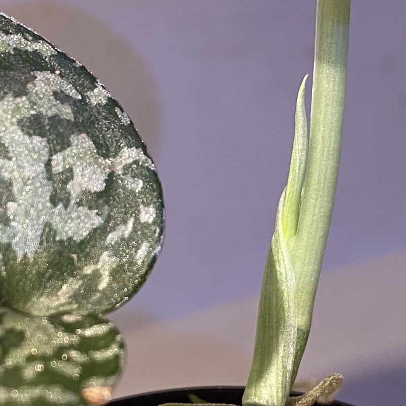 Scindapsus pictus Scindapsus pictus