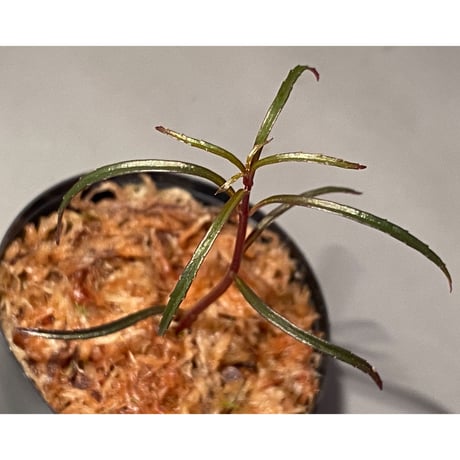 Sonerila linearis from Kedah Malaysia [LA0717-02]