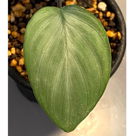 Homalomena sp. Aceh Silver from Aceh sumatera [LA0613-00]
