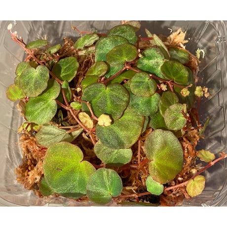 Begonia lichenora (sp.Mini) from Kalimantan Sarawak border [LA]