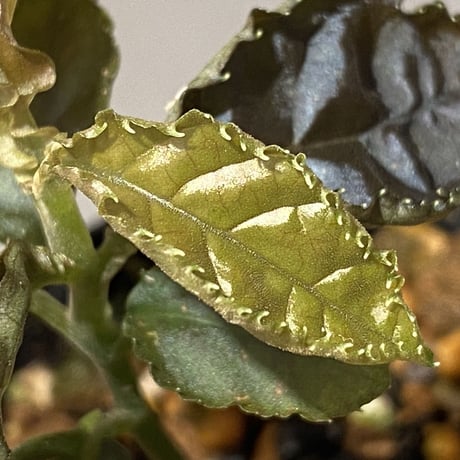 Ardisia sp. from Lao Cai-E [R0517-01]