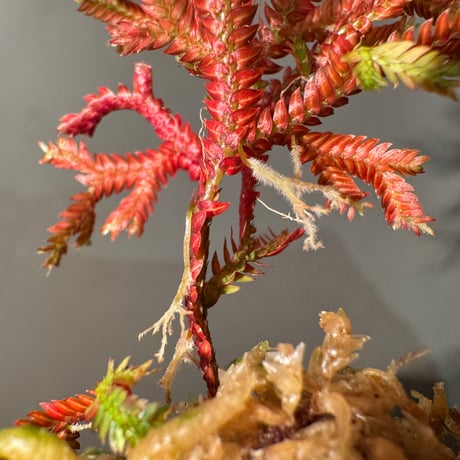 Selaginella erythropus from West Java