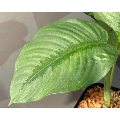 Bau hendrikii ( 旧 Schismatoglottis hendrikii) from Sekadau West Kalimantan ①