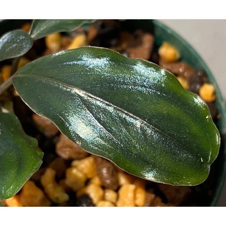 Bucephalandra sp. "Metallic dark purple"