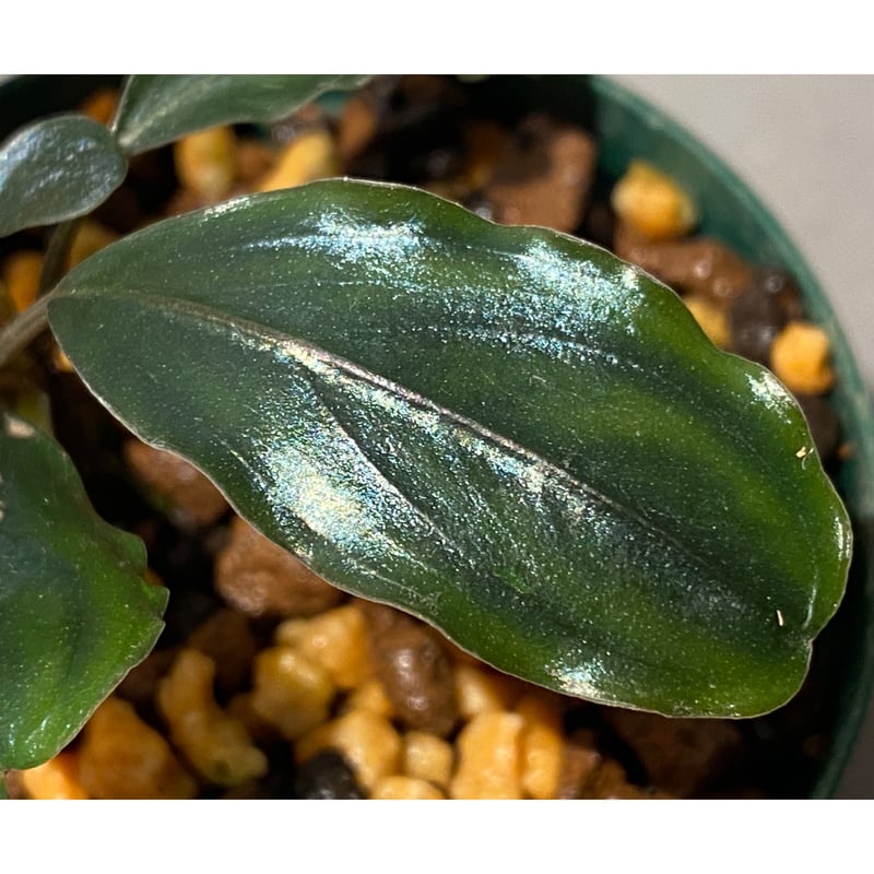 Bucephalandra sp. Bucephalandra sp.