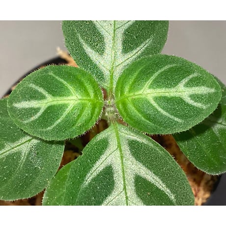 Gymnostachyum sp. f1 from Sumatera Barat [LA0414-01]