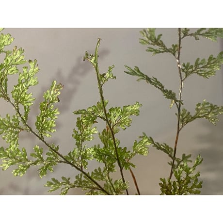 Hymenophyllum sp. from Aceh sumatera