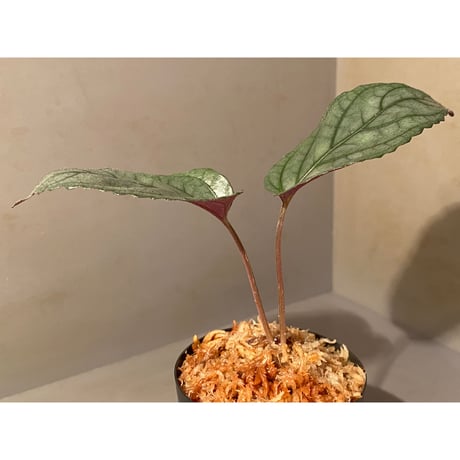 Hemigraphis alternata from Pulau Nias [HW0819-02]
