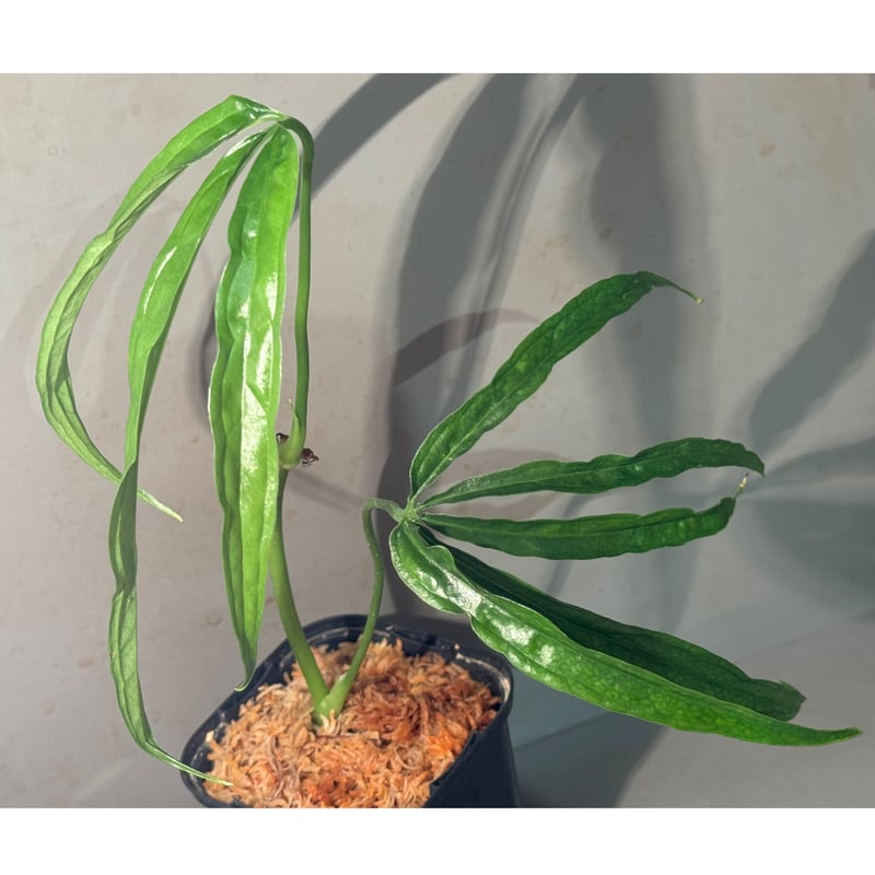 Anthurium aff. eminens | M・R・G・R