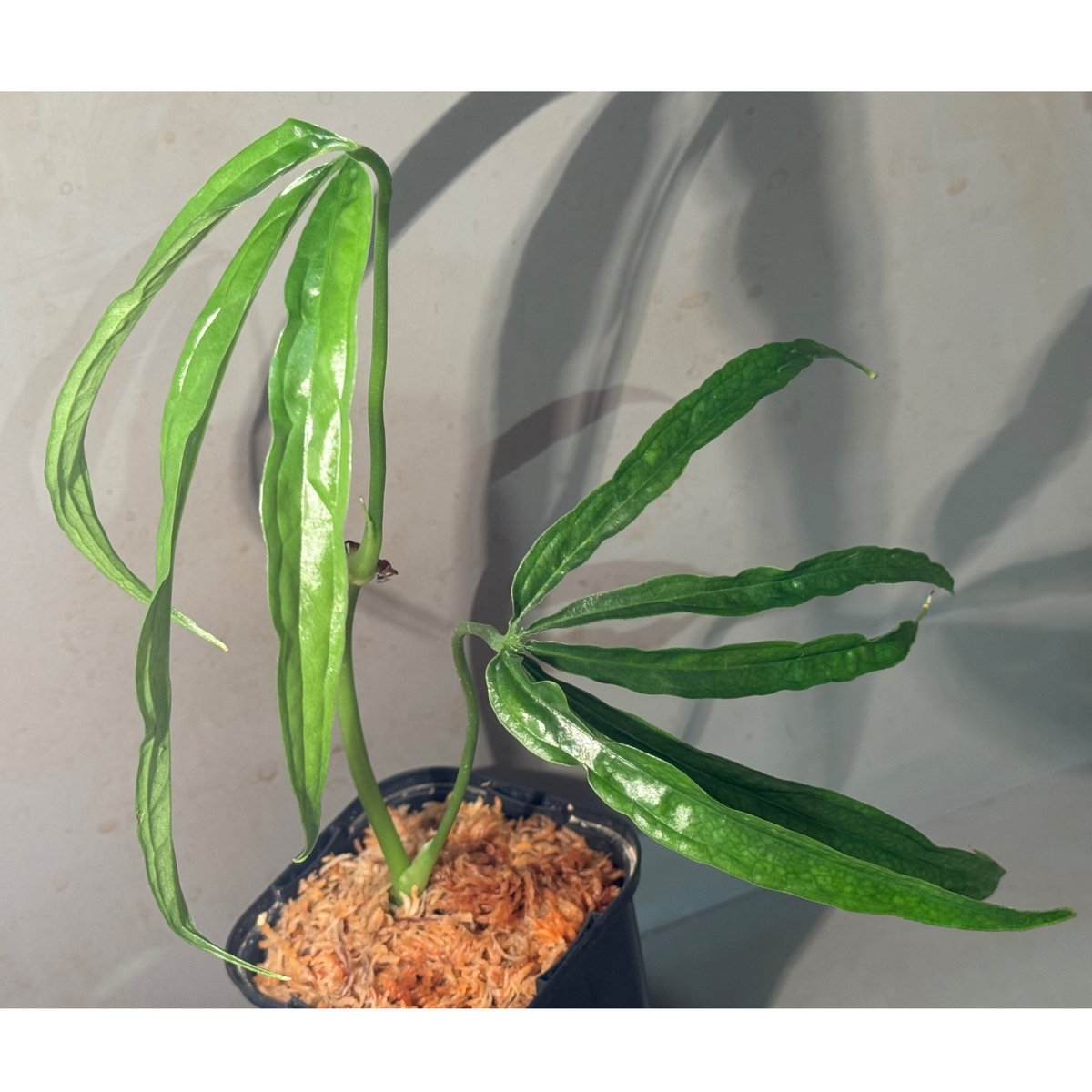 Anthurium aff. eminens | Ｍ・Ｒ・Ｇ・Ｒ