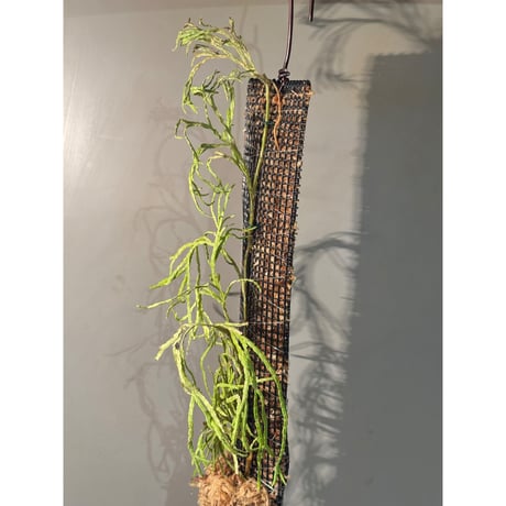 Lycopodium sp. from Aceh sumatera