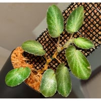 Begonia thelmae from Brazil