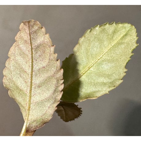 Labisia sp. from Riau sumatera