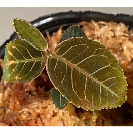Labisia sp. from Riau sumatera
