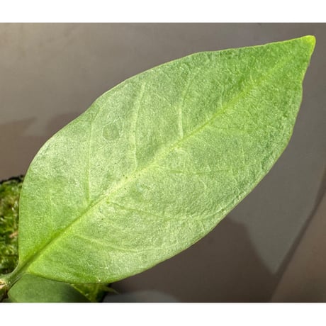 Hydnophytum spec. (roundish caudex) from Wondiwoi Irian Jaya (AW)