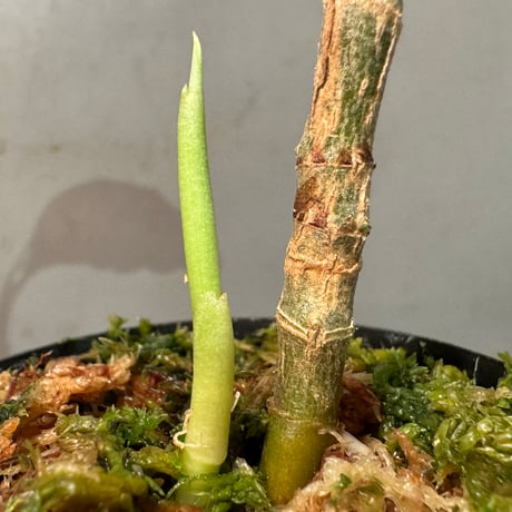 (タグ付き2芽) Aglaonema pictum CW1507 モザイク from Sumatera barat [TB]