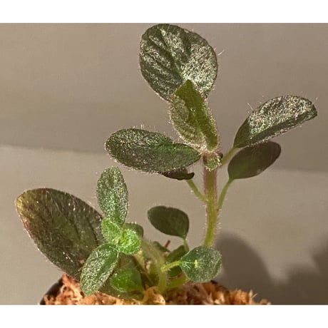 Codonoboea cf. pumila  from Padang sumatera [LA0616-01]