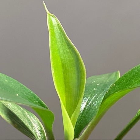 Homalomena sp. from Banka