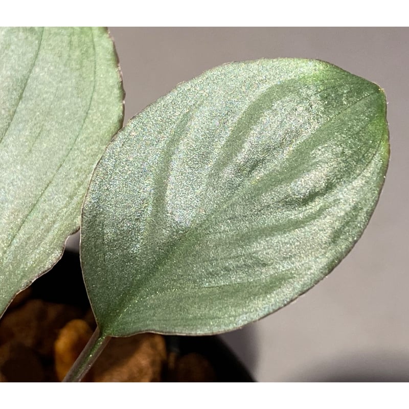 Homalomena 'Rec1-29' K0718-f1 [KZT] | M・R・G・R
