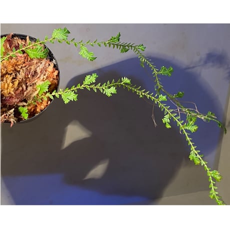 Selaginella sp. from Iquitos Peru [tanakay]