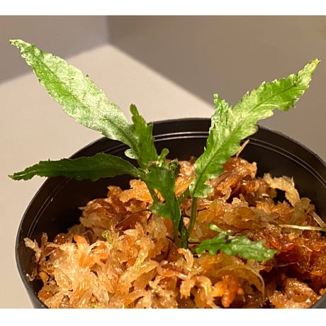 Microsorum sp. Short Dragon Tail