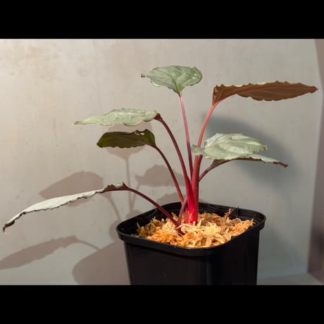 Homalomena sp. "Platinum Velvet" from Kepulauan Riau [KN]