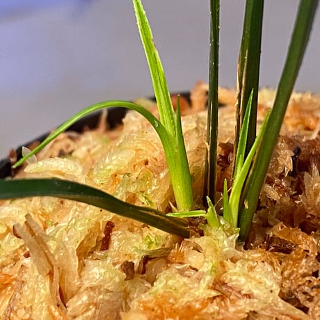 Mapania sp. from "Nanga pinoh" Melawi Kalimantan barat [TB]