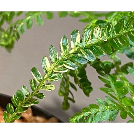 Selaginella willdenowii "variegata" 伊藤蟻植物農園