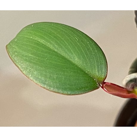 Philodendron sp. from Iquitos Peru [tanakay]