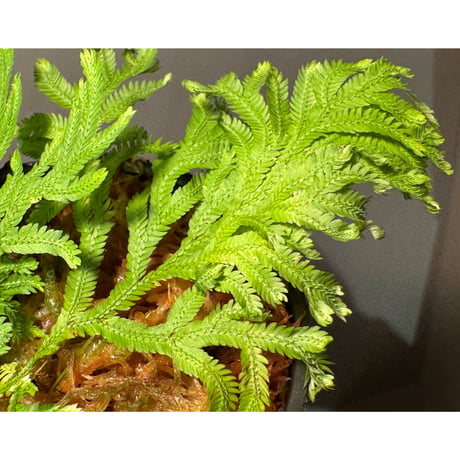 Selaginella biformis [STRINGE PLANTS]
