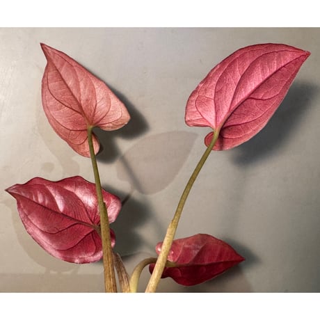 Syngonium cf. erythrophyllum from Colombia [LA0316-02]