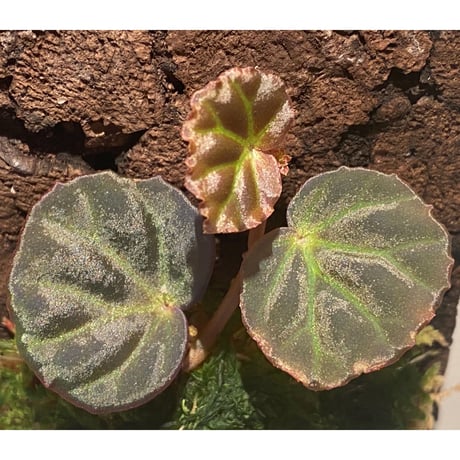 Begonia sp. from Sarawak