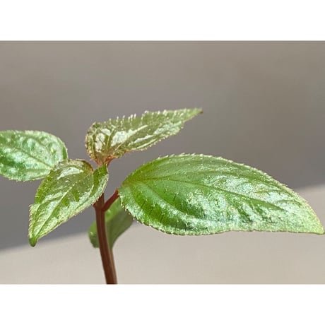 Sonerila sp. wf1 from Phang Nga Thailand [KZT]