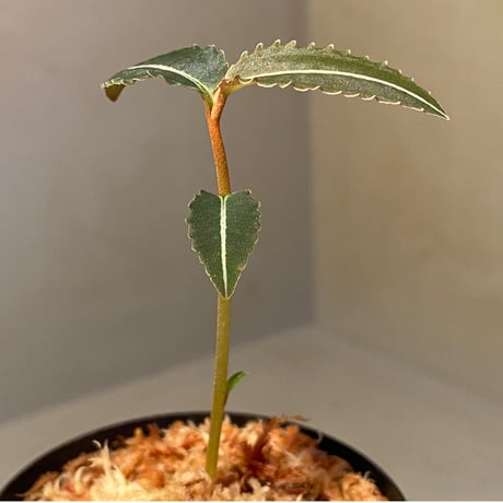 Labisia pumila from Solok sumatera [LA0616-03]