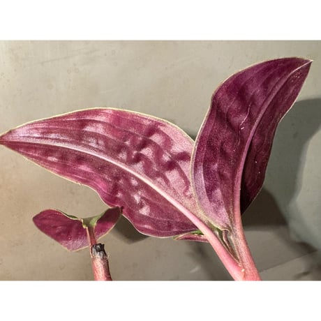 Geogenanthus undatus from Tarapoto Peru [tanakay]