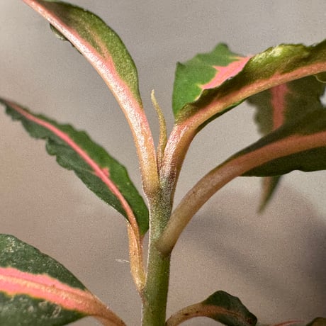 Labisia sp. from Vietnam ②