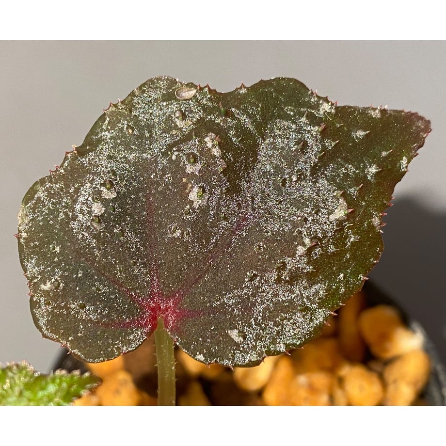 6458eb175ab45e002a521b43