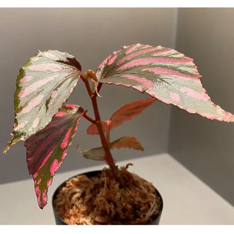 Begonia sp. ぼっち株 from Julau [R1214-01b]