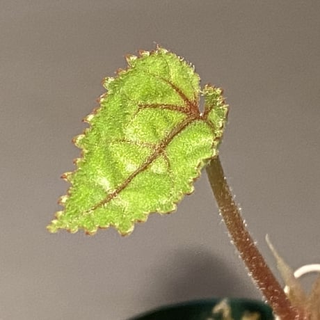 Begonia sp. from Ha Noi [TK140617]