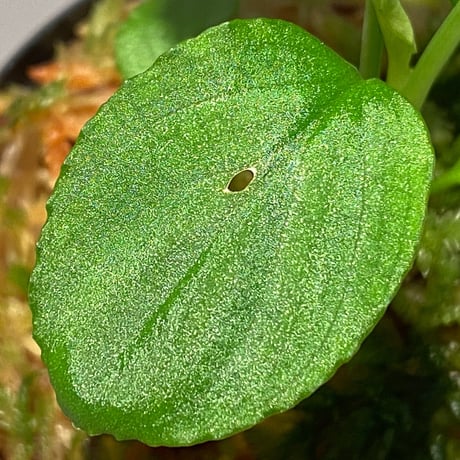 Homalomena sp. "Minimum" from Padan Utara [AZ0512-04]