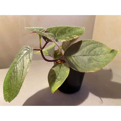 Unknown from Sumatera Utara [HW0816-01]